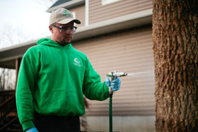 Greenhaven Tree Care Services - Emerald Ash Borer Treatment