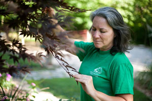 Greenhaven Tree Care Services - Arborist