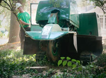 Greenhaven Tree Care Services - Stump Removal
